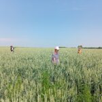 Трудовая деятельность в лагере труда и отдыха «Ориентир» (прополка зерновых культур)